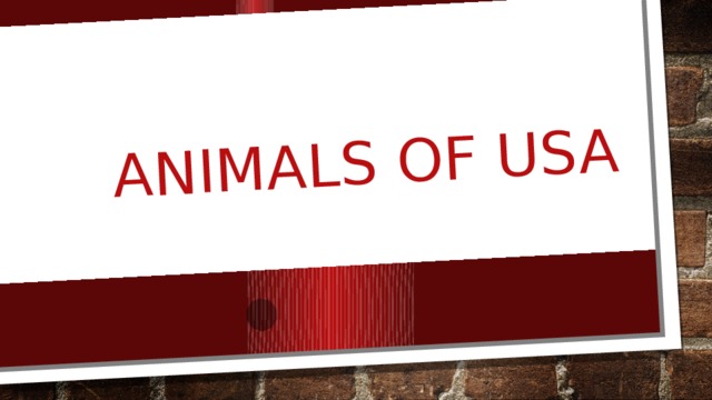 Animals of USA