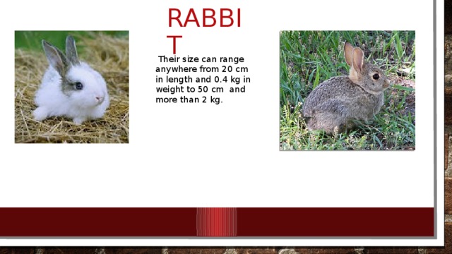 rabbit  Their size can range anywhere from 20 cm in length and 0.4 kg in weight to 50 cm and more than 2 kg.