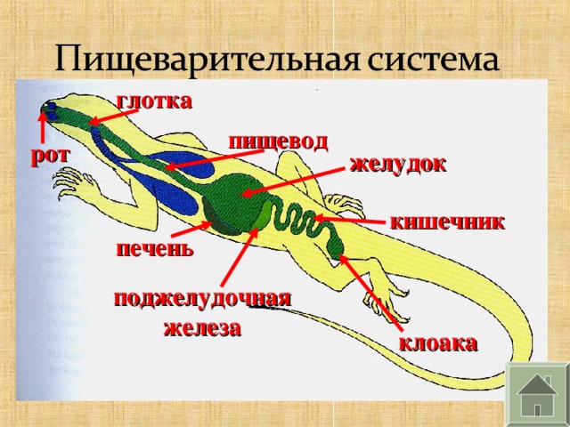 глотка пищевод рот желудок кишечник печень поджелудочная железа клоака