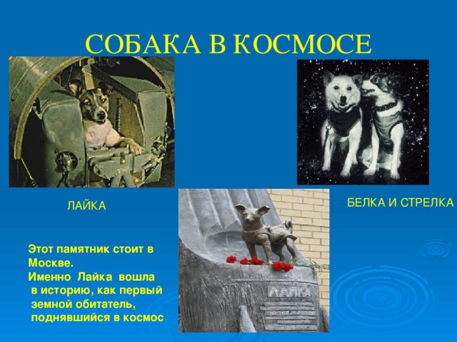 СОБАКА В КОСМОСЕ БЕЛКА И СТРЕЛКА ЛАЙКА Этот памятник стоит в Москве. Именно Лайка вошла  в историю, как первый  земной обитатель,  поднявшийся в космос