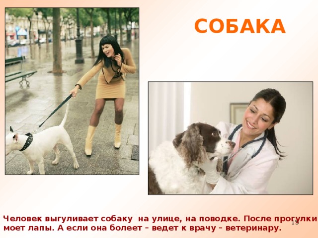 СОБАКА Человек выгуливает собаку на улице, на поводке. После прогулки моет лапы. А если она болеет – ведет к врачу – ветеринару.