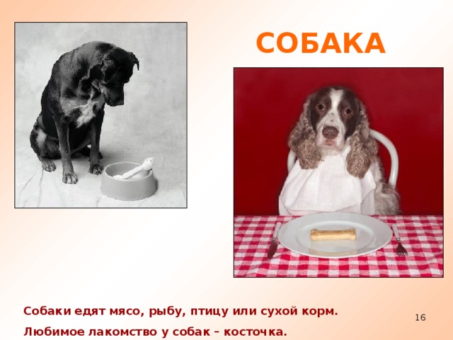 СОБАКА Собаки едят мясо, рыбу, птицу или сухой корм. Любимое лакомство у собак – косточка.