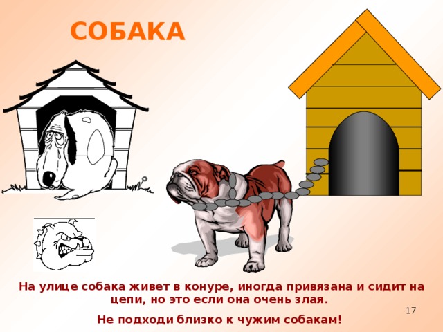 СОБАКА На улице собака живет в конуре, иногда привязана и сидит на цепи, но это если она очень злая. Не подходи близко к чужим собакам!