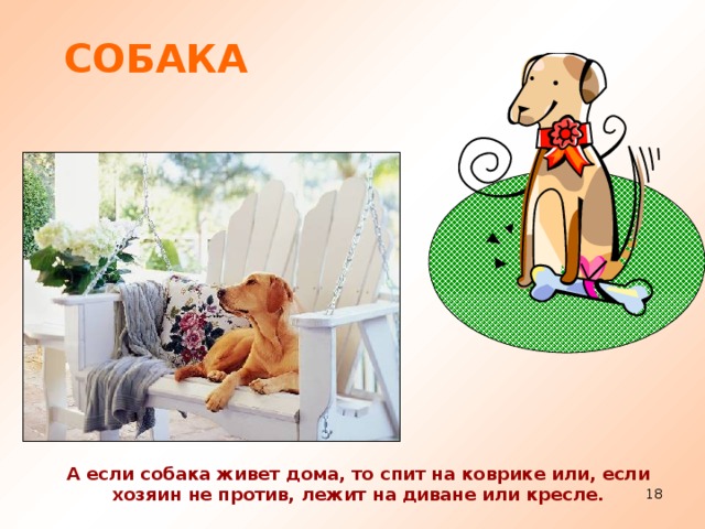 СОБАКА А если собака живет дома, то спит на коврике или, если хозяин не против, лежит на диване или кресле.