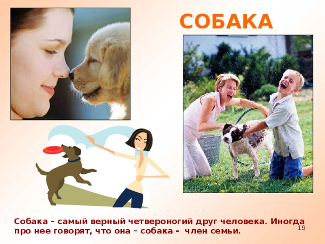 СОБАКА Собака – самый верный четвероногий друг человека. Иногда про нее говорят, что она – собака - член семьи.