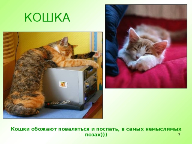 КОШКА Кошки обожают поваляться и поспать, в самых немыслимых позах)))