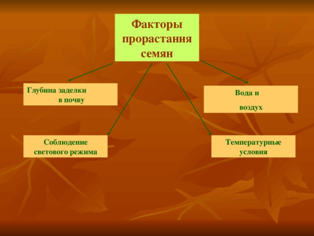 Факторы прорастания семян Глубина заделки в почву Вода и воздух Температурные условия Соблюдение светового режима