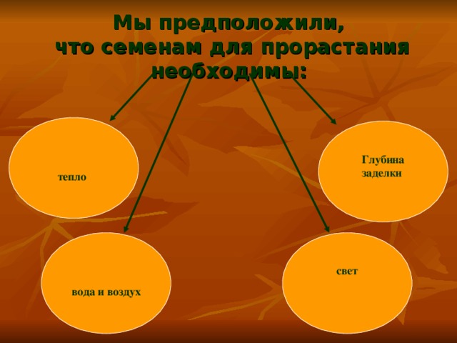 Мы предположили,  что семенам для прорастания необходимы:   тепло  Глубина заделки   вода и воздух  свет