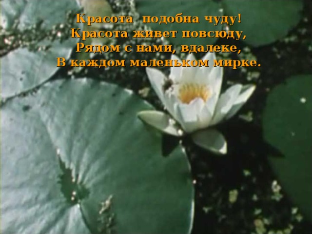 Красота подобна чуду!  Красота живет повсюду,  Рядом с нами, вдалеке,  В каждом маленьком мирке.