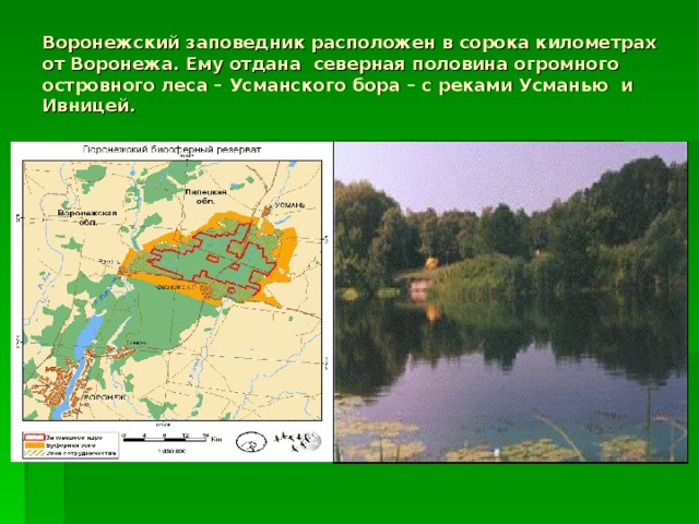 Воронежский заповедник расположен в сорока километрах от Воронежа. Ему отдана северная половина огромного островного леса – Усманского бора – с реками Усманью и Ивницей.