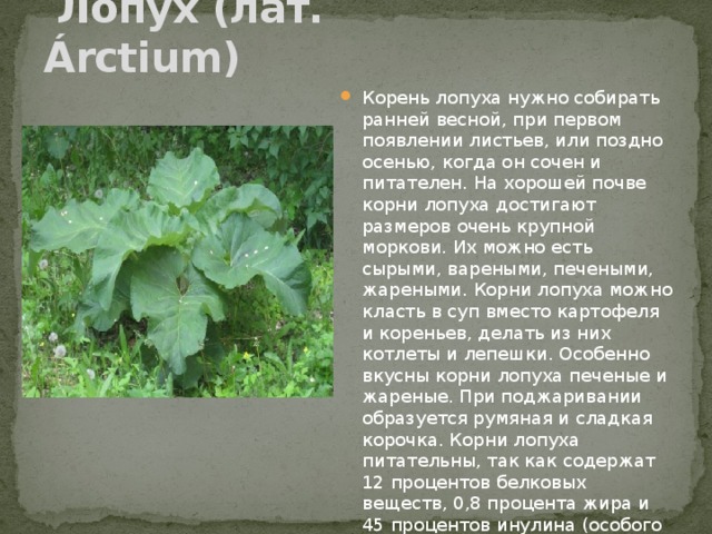   Лопух (лат. Árctium)