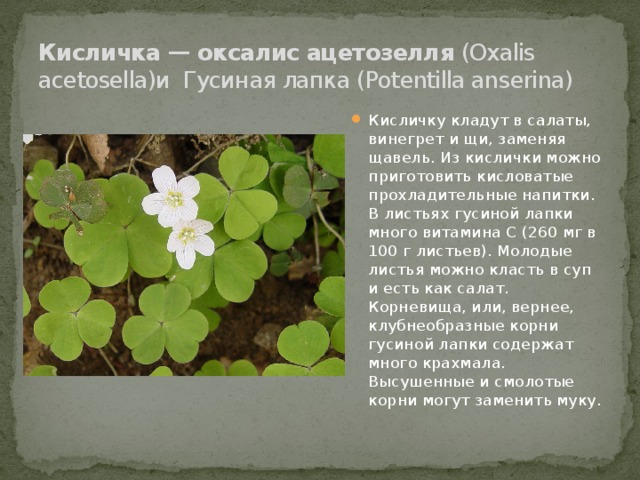 Кисличка — оксалис ацетозелля (Oxalis acetosella)и  Гусиная лапка (Potentilla anserina)