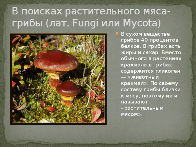 В поисках растительного мяса-грибы (лат. Fungi или Mycota)