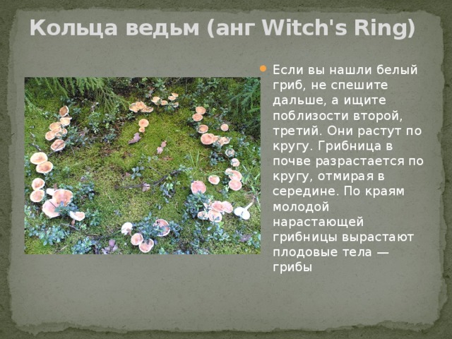 Кольца ведьм (анг Witch's Ring)