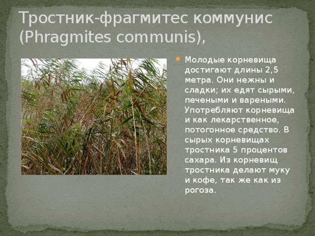 Тростник-фрагмитес коммунис (Phragmites communis),