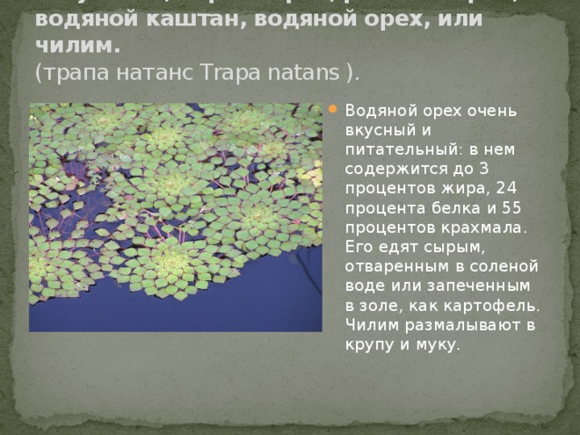 Рогульник, чертов орех, рогатый орех, водяной каштан, водяной орех, или чилим.  (трапа натанс Trapa natans ).