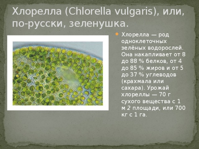 Хлорелла (Сhlorella vulgaris), или, по-русски, зеленушка.