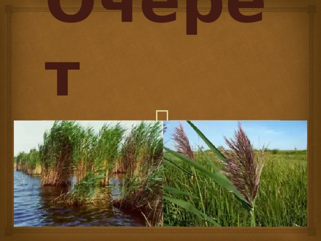 Очерет