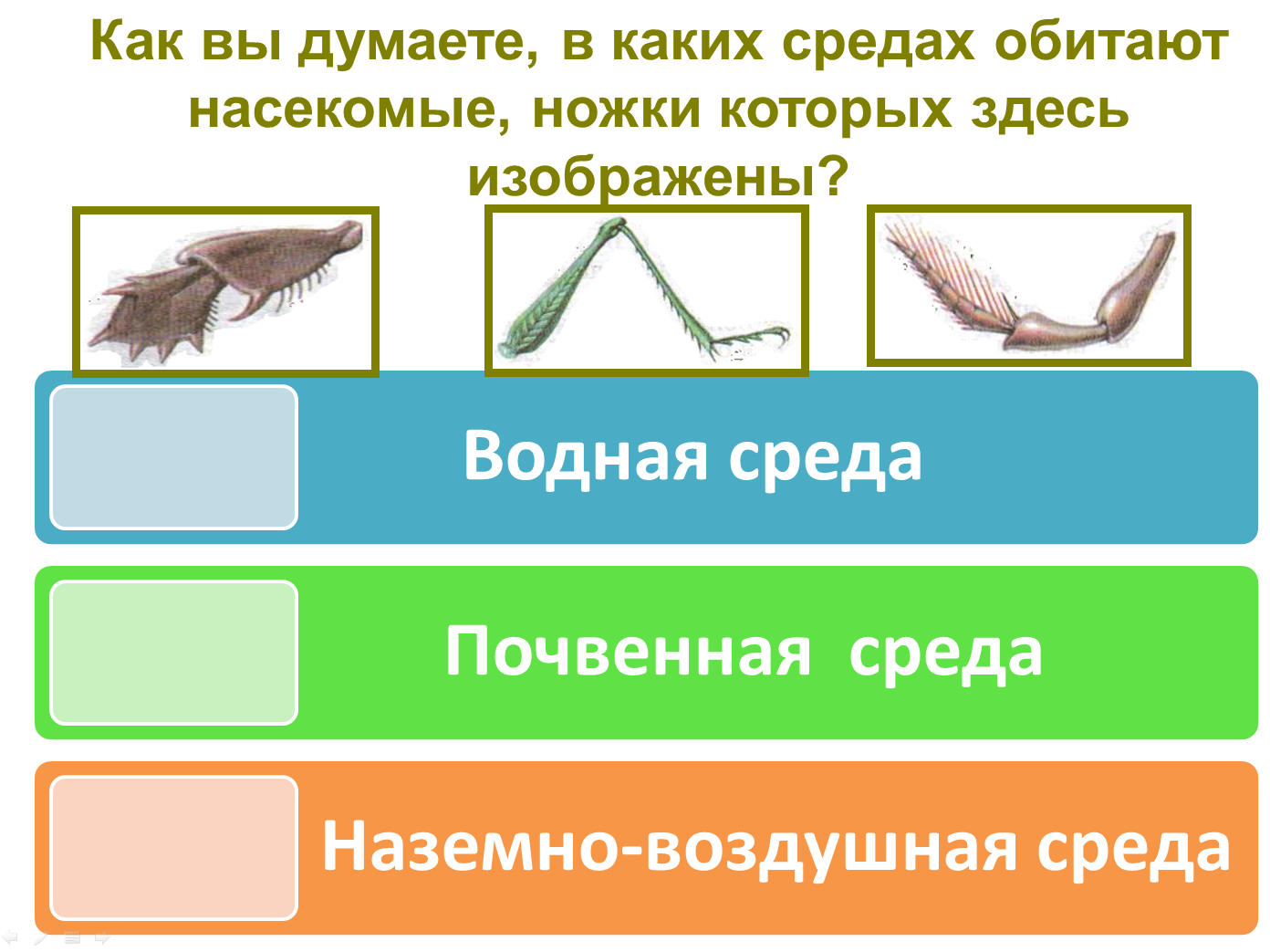 В каких средах обитают насекомые ножки которых изображены на рисунке по вашему мнению