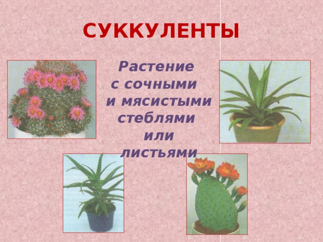 СУККУЛЕНТЫ Растение с сочными и мясистыми стеблями или листьями