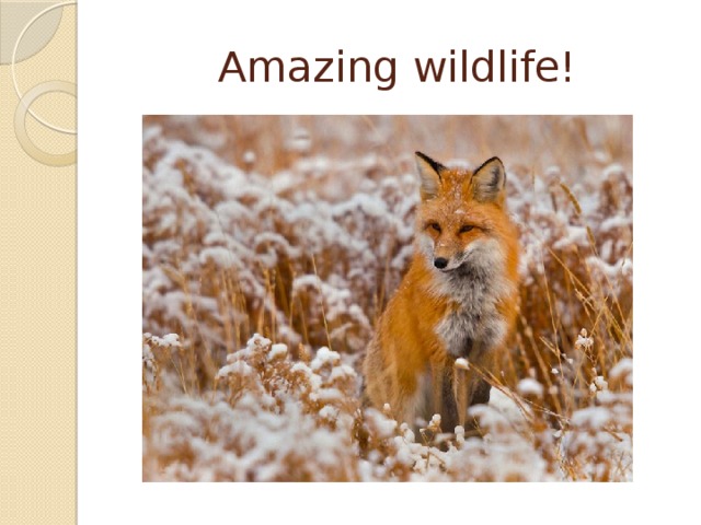 Amazing wildlife!
