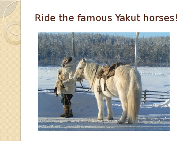Ride the famous Yakut horses!