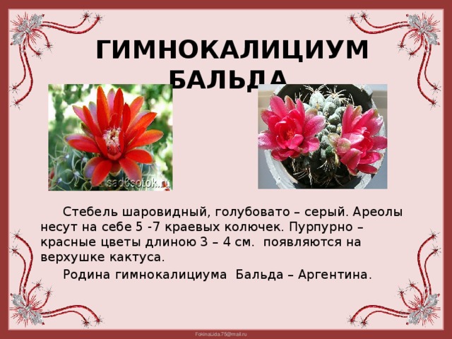 Гимнокалициум бальда  Стебель шаровидный, голубовато – серый. Ареолы несут на себе 5 -7 краевых колючек. Пурпурно – красные цветы длиною 3 – 4 см. появляются на верхушке кактуса.  Родина гимнокалициума Бальда – Аргентина.