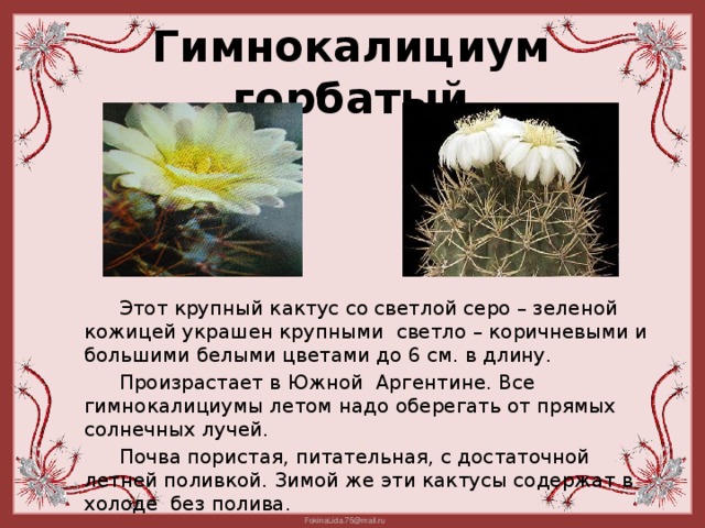 Гимнокалициум горбатый  Этот крупный кактус со светлой серо – зеленой кожицей украшен крупными светло – коричневыми и большими белыми цветами до 6 см. в длину.  Произрастает в Южной Аргентине. Все гимнокалициумы летом надо оберегать от прямых солнечных лучей.  Почва пористая, питательная, с достаточной летней поливкой. Зимой же эти кактусы содержат в холоде без полива.