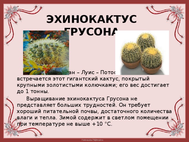 Эхинокактус грусона  В Мексике от Сан – Луис – Потоси до Идальго встречается этот гигантский кактус, покрытый крупными золотистыми колючками; его вес достигает до 1 тонны.  Выращивание эхинокактуса Грусона не представляет больших трудностей. Он требует хороший питательной почвы, достаточного количества влаги и тепла. Зимой содержит в светлом помещении при температуре не выше +10 °С.