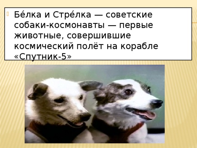 Бе́лка и Стре́лка — советские собаки-космонавты — первые животные, совершившие космический полёт на корабле «Спутник-5»