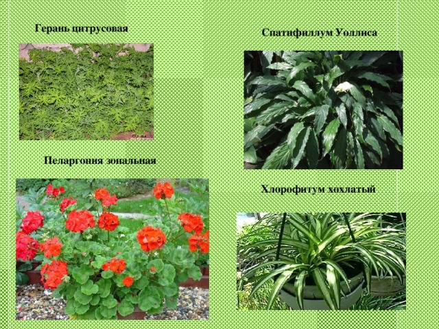 Герань цитрусовая Спатифиллум Уоллиса Пеларгония зональная Хлорофитум хохлатый
