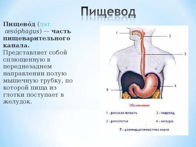 Органы пищевод человека. Схема пищевода системы человека. Пищевод и желудок анатомия человека. Строение пищевода человека.