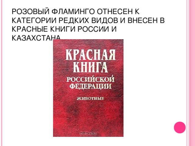 РОЗОВЫЙ ФЛАМИНГО ОТНЕСЕН К КАТЕГОРИИ РЕДКИХ ВИДОВ И ВНЕСЕН В КРАСНЫЕ КНИГИ РОССИИ И КАЗАХСТАНА.  