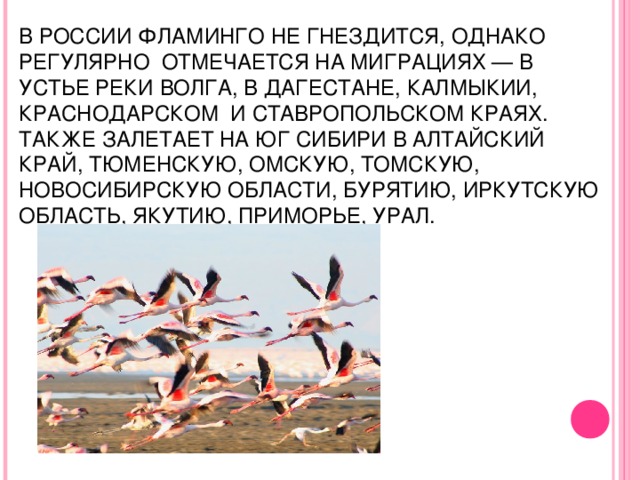 В РОССИИ ФЛАМИНГО НЕ ГНЕЗДИТСЯ, ОДНАКО РЕГУЛЯРНО ОТМЕЧАЕТСЯ НА МИГРАЦИЯХ — В УСТЬЕ РЕКИ ВОЛГА, В ДАГЕСТАНЕ, КАЛМЫКИИ, КРАСНОДАРСКОМ И СТАВРОПОЛЬСКОМ КРАЯХ. ТАКЖЕ ЗАЛЕТАЕТ НА ЮГ СИБИРИ В АЛТАЙСКИЙ КРАЙ, ТЮМЕНСКУЮ, ОМСКУЮ, ТОМСКУЮ, НОВОСИБИРСКУЮ ОБЛАСТИ, БУРЯТИЮ, ИРКУТСКУЮ ОБЛАСТЬ, ЯКУТИЮ, ПРИМОРЬЕ, УРАЛ.