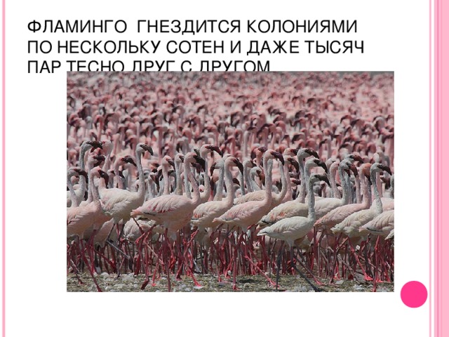 ФЛАМИНГО  ГНЕЗДИТСЯ КОЛОНИЯМИ ПО НЕСКОЛЬКУ СОТЕН И ДАЖЕ ТЫСЯЧ ПАР ТЕСНО ДРУГ С ДРУГОМ.