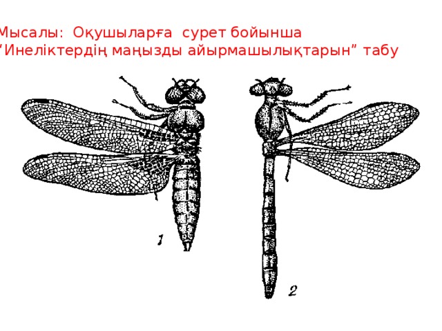 Мысалы: Оқушыларға сурет бойынша “ Инеліктердің маңызды айырмашылықтарын” табу