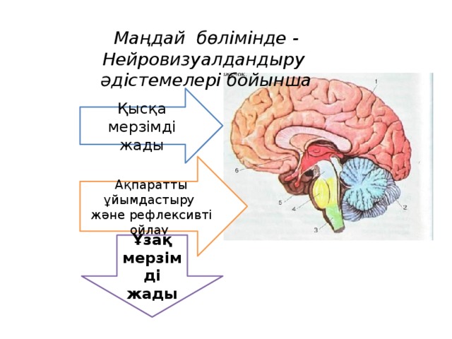 Маңдай бөлімінде - Нейровизуалдандыру әдістемелері бойынша Қысқа мерзімді жады Ақпаратты ұйымдастыру және рефлексивті ойлау Ұзақ мерзімді жады