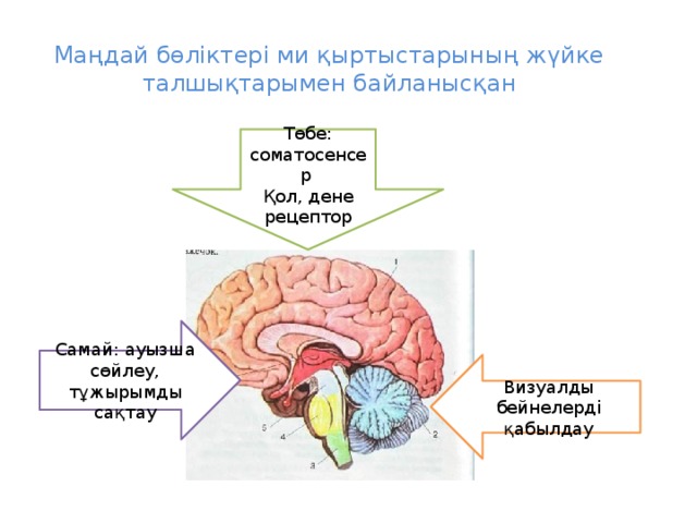 Маңдай бөліктері ми қыртыстарының жүйке талшықтарымен байланысқан Төбе: соматосенсер Қол, дене рецептор Самай: ауызша сөйлеу, тұжырымды сақтау Визуалды бейнелерді қабылдау