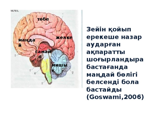 төбе Зейін қойып ерекеше назар аударған ақпаратты шоғырландыра бастағанда маңдай бөлігі белсенді бола бастайды (Goswami,2006) желке маңдай самай мишық