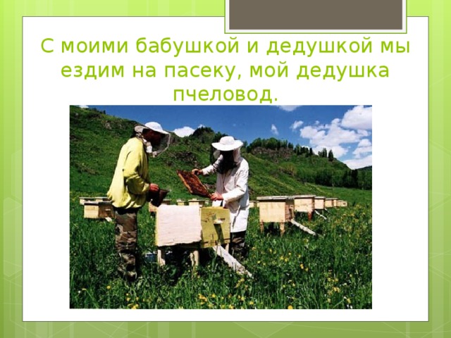 С моими бабушкой и дедушкой мы ездим на пасеку, мой дедушка пчеловод.