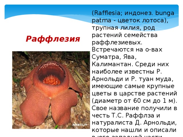 (Rafflesia; индонез. bunga patma - цветок лотоса), трупная лилия, род растений семейства раффлезиевых. Встречаются на о-вах Суматра, Ява, Калимантан. Среди них наиболее известны Р. Арнольди и Р. туан муда, имеющие самые крупные цветы в царстве растений (диаметр от 60 см до 1 м). Свое название получили в честь Т.С. Раффлза и натуралиста Д. Арнольди, которые нашли и описали в юго-западной части Суматры это 