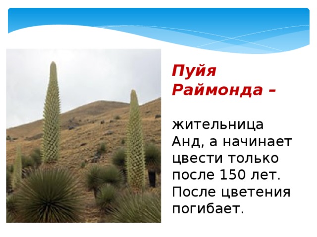 Пуйя Раймонда – жительница Анд, а начинает цвести только после 150 лет. После цветения погибает.