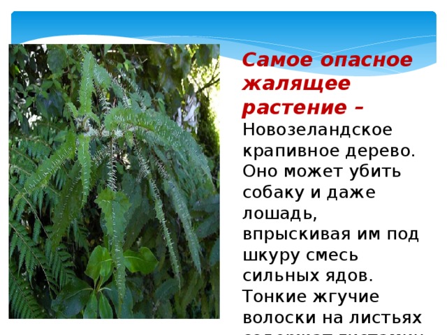 Самое опасное жалящее растение – Новозеландское крапивное дерево. Оно может убить собаку и даже лошадь, впрыскивая им под шкуру смесь сильных ядов. Тонкие жгучие волоски на листьях содержат гистамин и муравьиную кислоту.