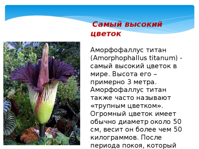 Самый высокий цветок Аморфофаллус титан (Amorphophallus titanum) - самый высокий цветок в мире. Высота его – примерно 3 метра. Аморфофаллус титан также часто называют «трупным цветком». Огромный цветок имеет обычно диаметр около 50 см, весит он более чем 50 килограммов. После периода покоя, который продолжается несколько месяцев, зародыш начинает развиваться и расти со скоростью 4-20 см в день.