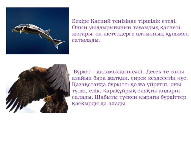 Бекіре Каспий теңізінде тіршілік етеді. Оның уылдырығының тағамдық қасиеті жоғары, ол шетелдерге алтынның құнымен сатылады.  Бүркіт – даламыздың сәні. Десек те саны  азайып бара жатқан, сирек кездесетін құс. Қазақстанда бүркітті қолға үйретіп, оны түлкі, елік, қарақұйрық сияқты аңдарға салады. Шабыты түскен қырағы бүркіттер қасқырды да алады.