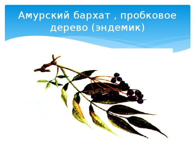 Амурский бархат , пробковое дерево (эндемик)