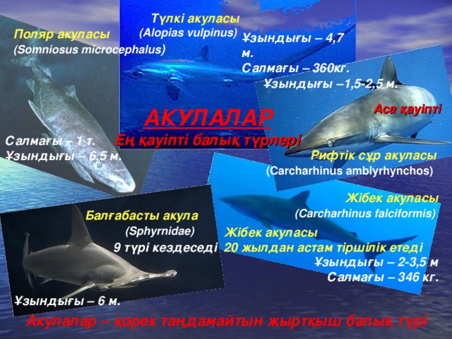 Түлкі акуласы ( Alopias vulpinus )  Поляр акуласы (Somniosus microcephalus )  Ұзындығы – 4,7 м. Салмағы – 360кг . Ұзындығы – 1,5-2,5 м. Аса қауіпті АКУЛАЛАР Ең қауіпті балық түрлері Салмағы – 1 т.  Ұзындығы – 6,5 м.  Рифтік сұр акуласы  (Carcharhinus amblyrhynchos)  Жібек акуласы (Carcharhinus falciformis)  Балғабасты акула (Sphyrnidae)  Жібек акуласы 20 жылдан астам тіршілік етеді 9 түрі кездеседі Ұзындығы – 2- 3,5 м Салмағы – 346 кг. Ұзындығы – 6 м. Акулалар – қорек таңдамайтын жыртқыш балық түрі