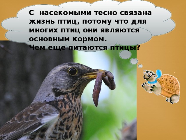 С насекомыми тесно связана жизнь птиц, потому что для многих птиц они являются основным кормом. Чем еще питаются птицы?