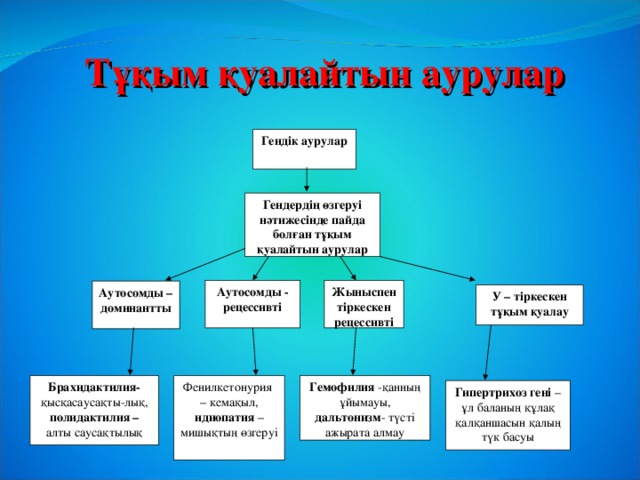 Тұқым қуалайтын аурулар Гендік аурулар Гендердің өзгеруі нәтижесінде пайда болған тұқым қуалайтын  аурулар Жыныспен тіркескен рецессивті Аутосомды - рецессивті Аутосомды – доминантты У – тіркескен тұқым қуалау Фенилкетонурия – кемақыл, идиопатия – мишықтың өзгеруі Гемофилия -қанның ұйымауы, дальтонизм - түсті ажырата алмау Брахидактилия- қысқасаусақты-лық, полидактилия – алты саусақтылық Гипертрихоз гені – ұл баланың құлақ қалқаншасын қалың түк басуы