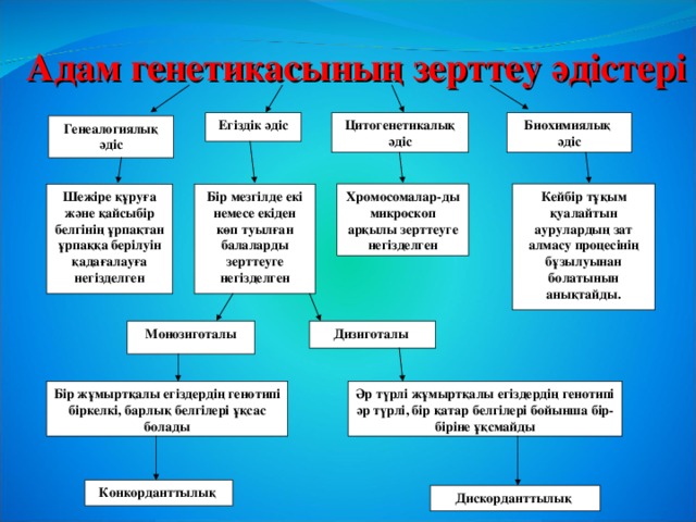 Адам генетикасының зерттеу әдістері Биохимиялық әдіс Цитогенетикалық әдіс Егіздік әдіс Генеалогиялық әдіс Шежіре құруға және қайсыбір белгінің ұрпақтан ұрпаққа берілуін қадағалауға негізделген Хромосомалар-ды микроскоп арқылы зерттеуге негізделген Кейбір тұқым қуалайтын аурулардың зат алмасу процесінің бұзылуынан болатынын анықтайды. Бір мезгілде екі немесе екіден көп туылған балаларды зерттеуге негізделген Монозиготалы Дизиготалы Бір жұмыртқалы егіздердің генотипі біркелкі, барлық белгілері ұқсас болады Әр түрлі жұмыртқалы егіздердің генотипі әр түрлі, бір қатар белгілері бойынша бір-біріне ұқсмайды Конкорданттылық  Дискорданттылық